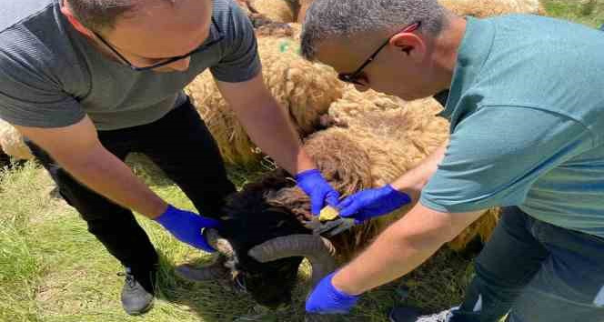 Hakkari’de kurbanlıklar sağlık taramasından geçirildi