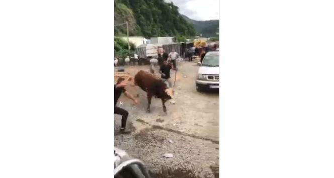 İpini koparan boğa Hopa’da kurban pazarını birbirine kattı