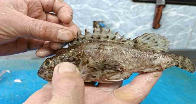 Dışı zehirli, içi lezzetli balık: İskorpit