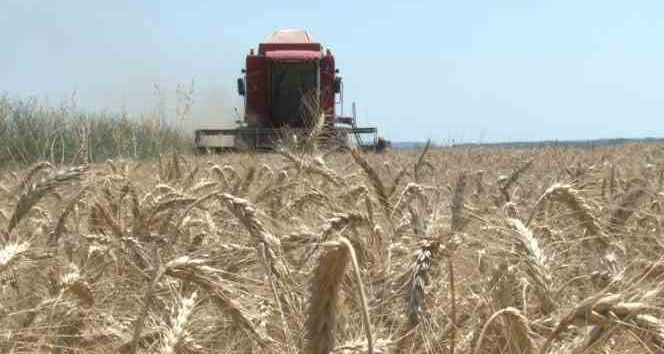 Edirne’de buğday hasadı başladı, ilk hasat yapıldı