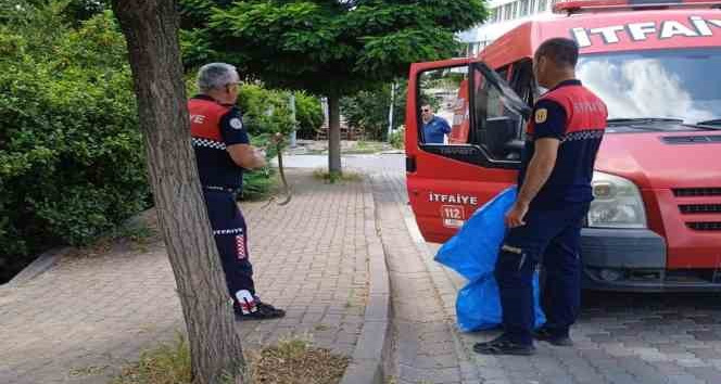 Çan’da itfaiye ekipleri yol kenarında yakaladıkları yılanı doğal ortamına bıraktı