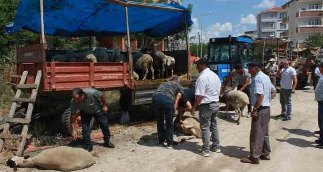 Kırklareli’nde kurbanlar alıcısını bekliyor