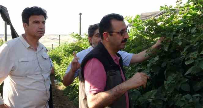 Siirt’ten 34 ülkeye böğürtlen ihraç ediliyor