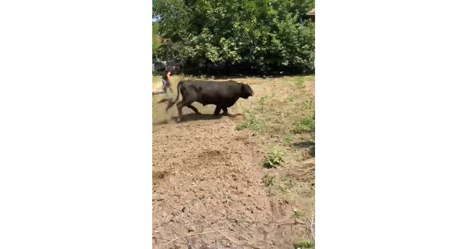 Yalova’da kaçan boğa 1 saatlik kovalamacanın ardından yakalandı