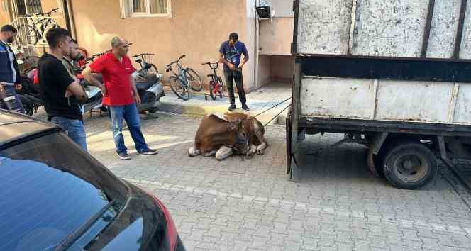 Sancaktepe’de kaçan kurbanlık yakalandı, 1 kişi yaralandı