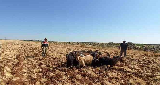 Kilis’te kaybolan 15 küçükbaş hayvanı Jandarma buldu