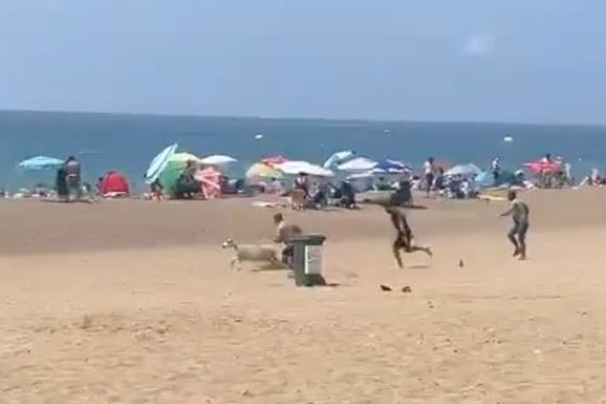 Sahibinden kaçan kurbanlık kuzu plajı birbirine kattı