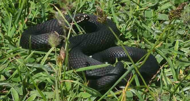 Mantar ararken zehirli Baran engereği buldu