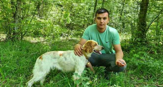 Kilosu iki bin Euro’ya satılan trüf mantarını radar köpekler buluyor