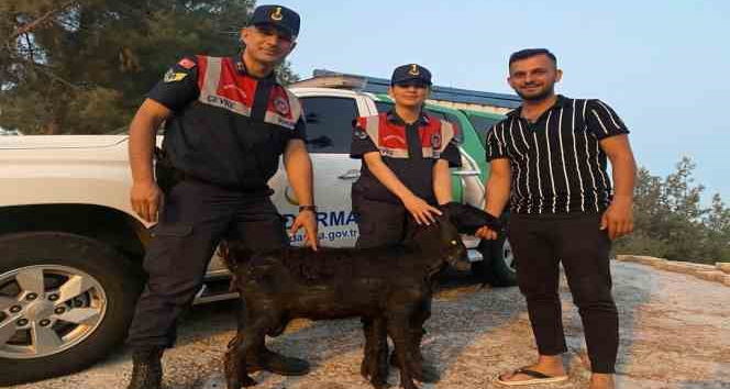 Kilis’te kaybolan keçiyi Jandarma buldu