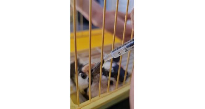 Yaralı bulduğu Kaz Gölü misafirini tedavi ettirdi