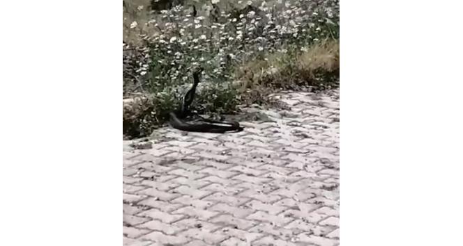 Yılanların dansını köylüler ilgiyle izledi