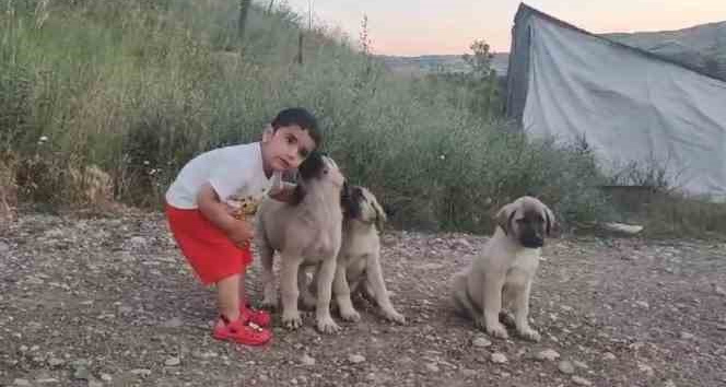Yaşı küçük hayvan sevgisi büyük