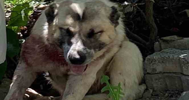 Aracın çarptığı çoban köpeğine cerrahi müdahale