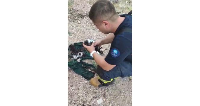 Dumandan etkilenen yavru kediyi kalp masajı ve suni teneffüsle hayata döndürdü