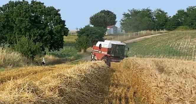 Çiftçi de leylekler de rızkının peşinde