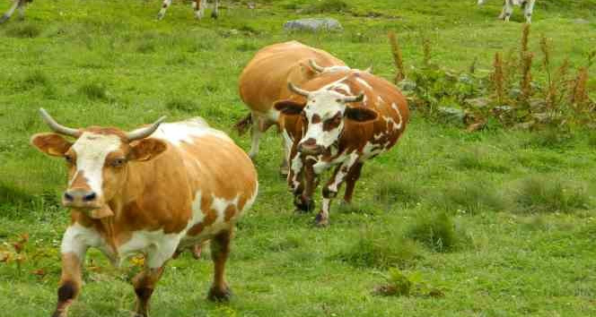 Posof’ta hayvan girişleri yasaklandı