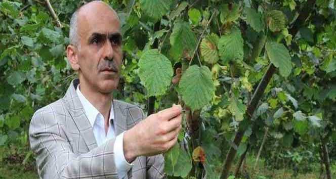 Fındıkta rekolte çalışmalarına başlandı