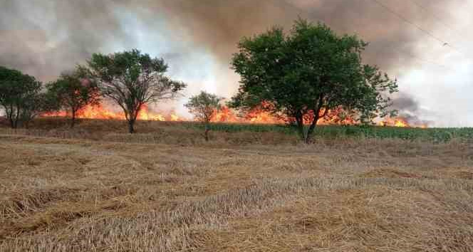 Anız yangını buğday tarlasına sıçradı çiftçinin emeği küle döndü