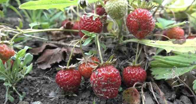 Bursa’da çilek üreticisine şok...Geçen yıl 18 liraydı, bu yıl 5 lira