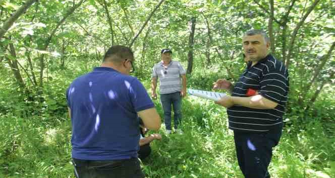 Trabzon’da fındıkta rekolte tespit çalışmaları başladı