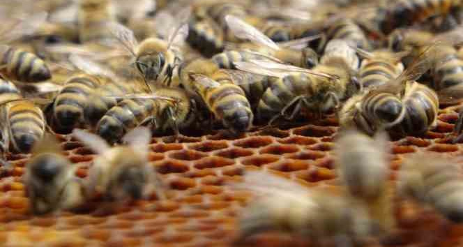 Arıcılar tedirgin: Sağanak yağışlar bal verimini olumsuz etkiliyor