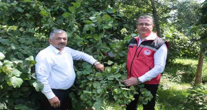 Fındıkta rekolte tespit çalışmaları başladı