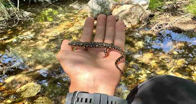 Yüksekova’da benekli semender görüntülendi