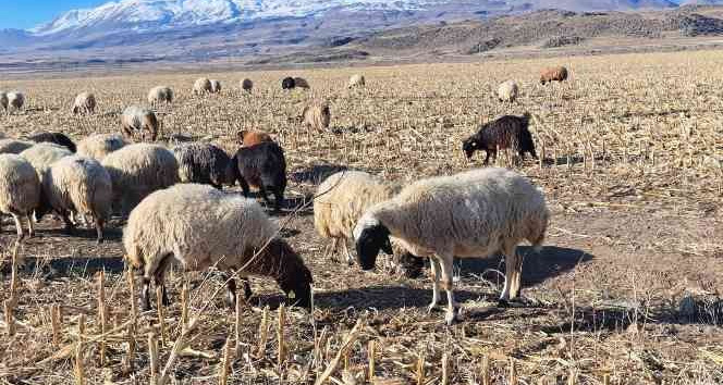 Bahar havası çiftçilere yaradı