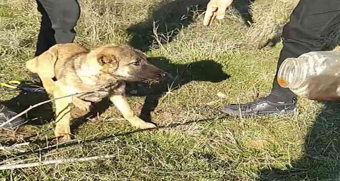 Başı plastik kaba sıkışan köpeği vatandaş kurtardı