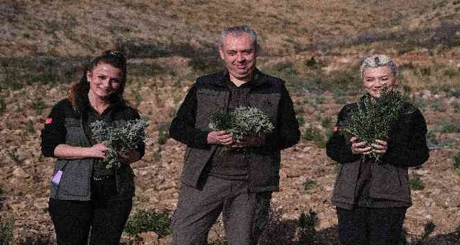 Gerence’den yanık kokusu yerine adaçayı ve kekik kokuları geliyor