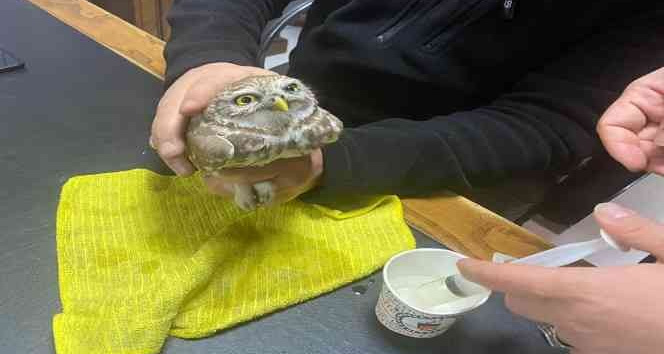 Iğdır’da soğuktan bitkin düşen kukumav kuşu tedavi altına alındı