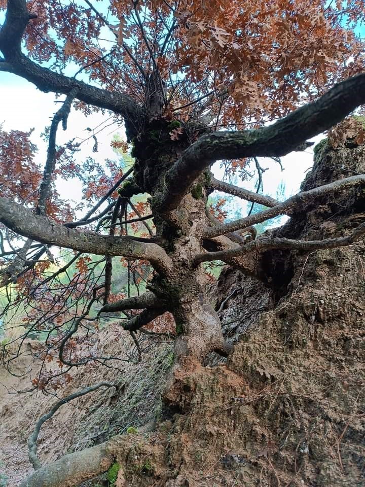 Yaşlı meşe ağacı ilgi odağı oldu
