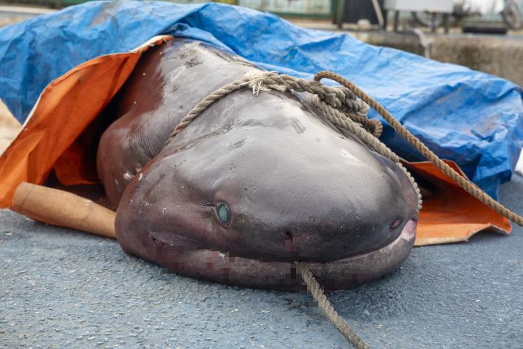 Kıyıya vuran köpek balığının nesli tehlike altında tür olduğu belirlendi
