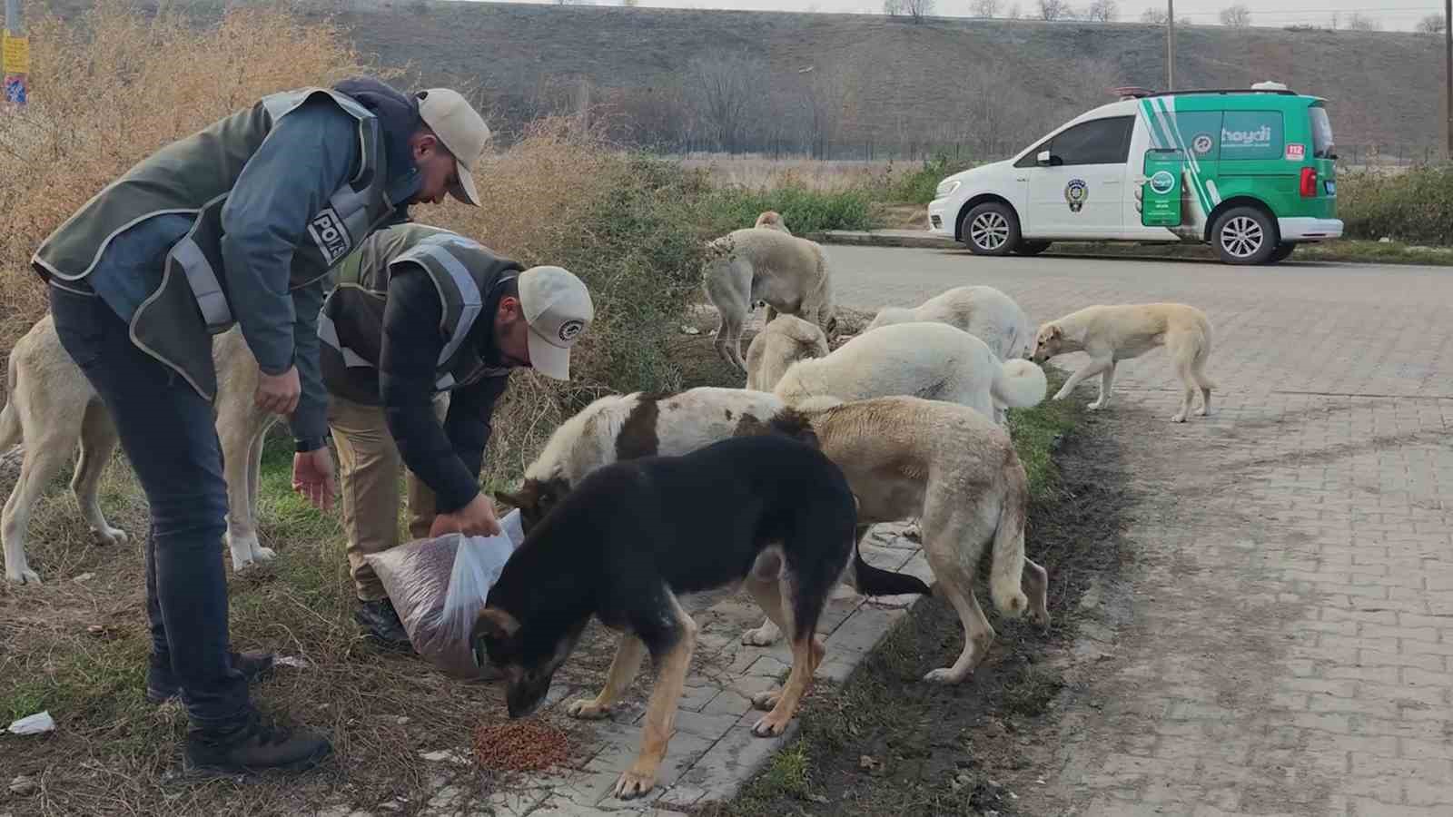 Sokak hayvanlarının can dostu HAYDİ polisleri: Onlarcasını elleriyle beslediler
