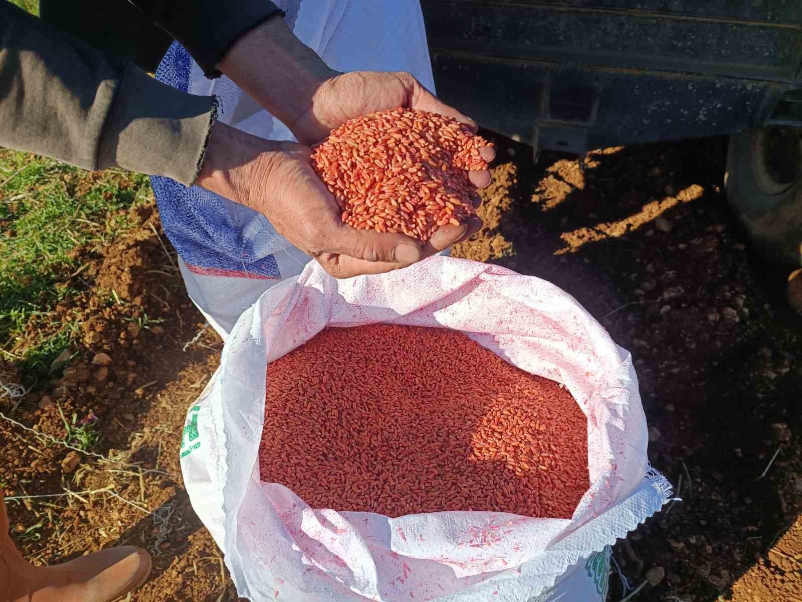 Mardin Ovası’nda buğday ekimi başladı
