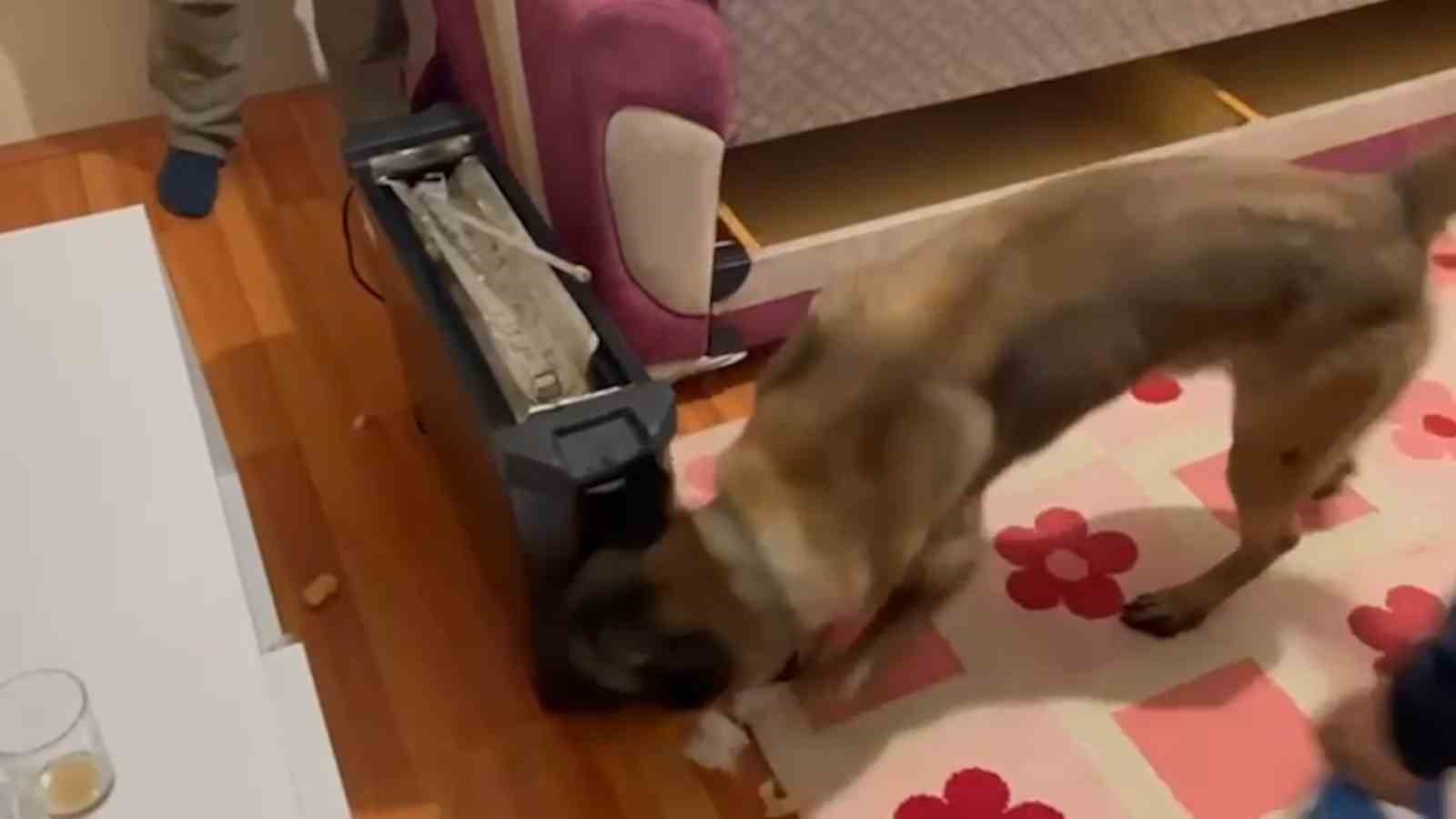 Narkotik k&ouml;peği elektrik sobadaki uyuşturucu b&ouml;yle buldu
