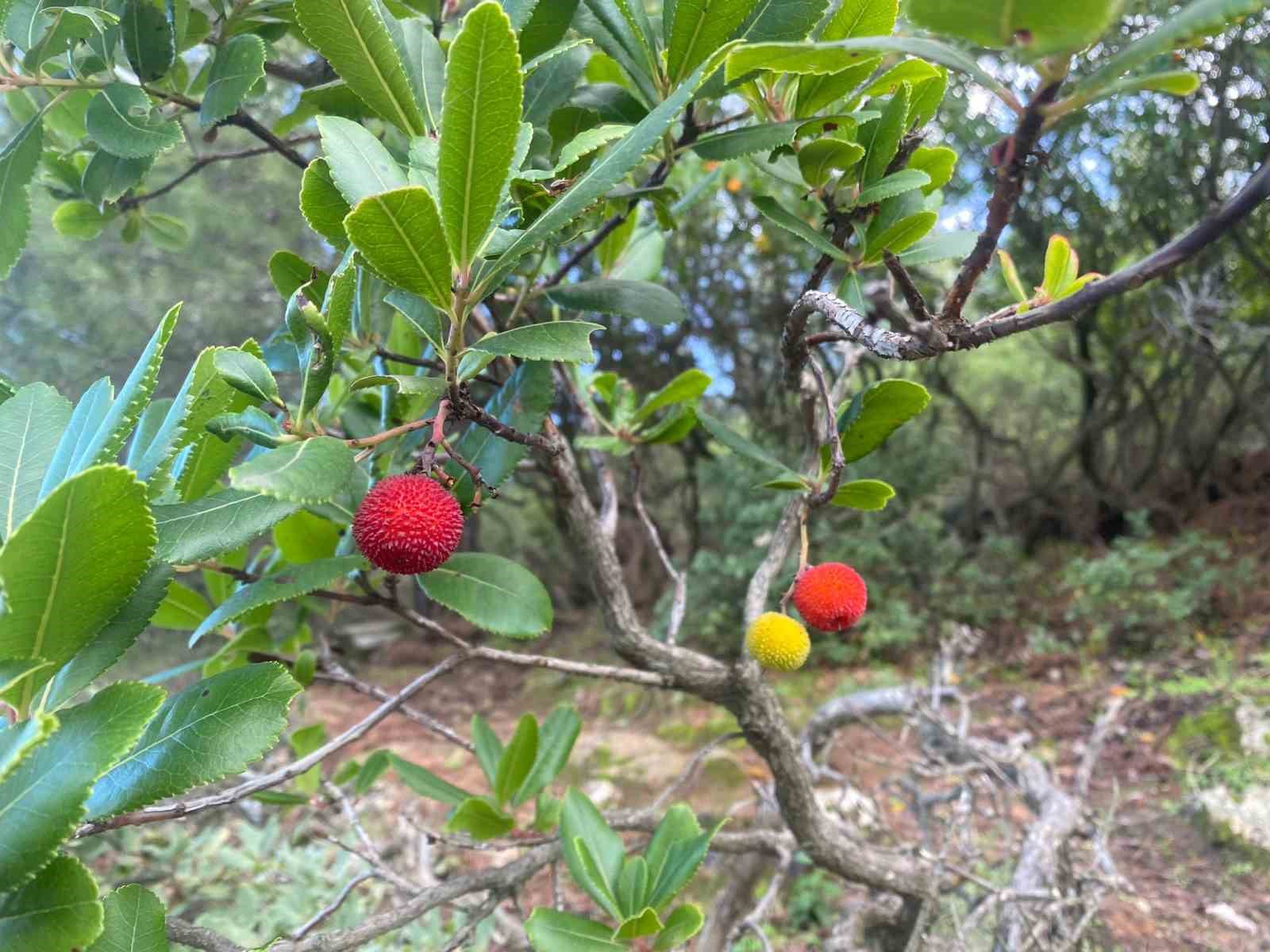 Milas’ta dağ çileği bereketi vatandaşları memnun etti