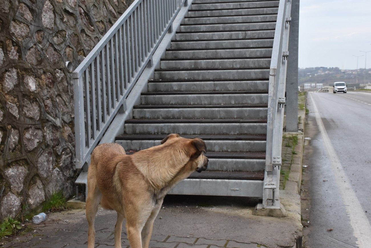 Akıllı köpekten üst geçit dersi
