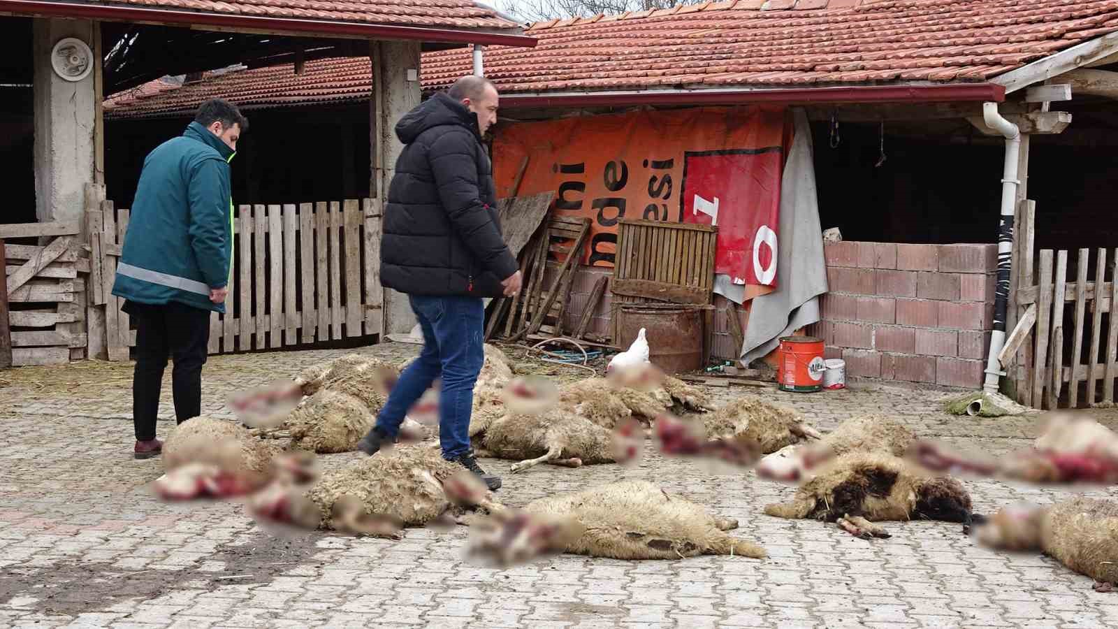 K&uuml;tahya&rsquo;da ahıra giren sokak k&ouml;pekleri 22 koyunu telef etti
