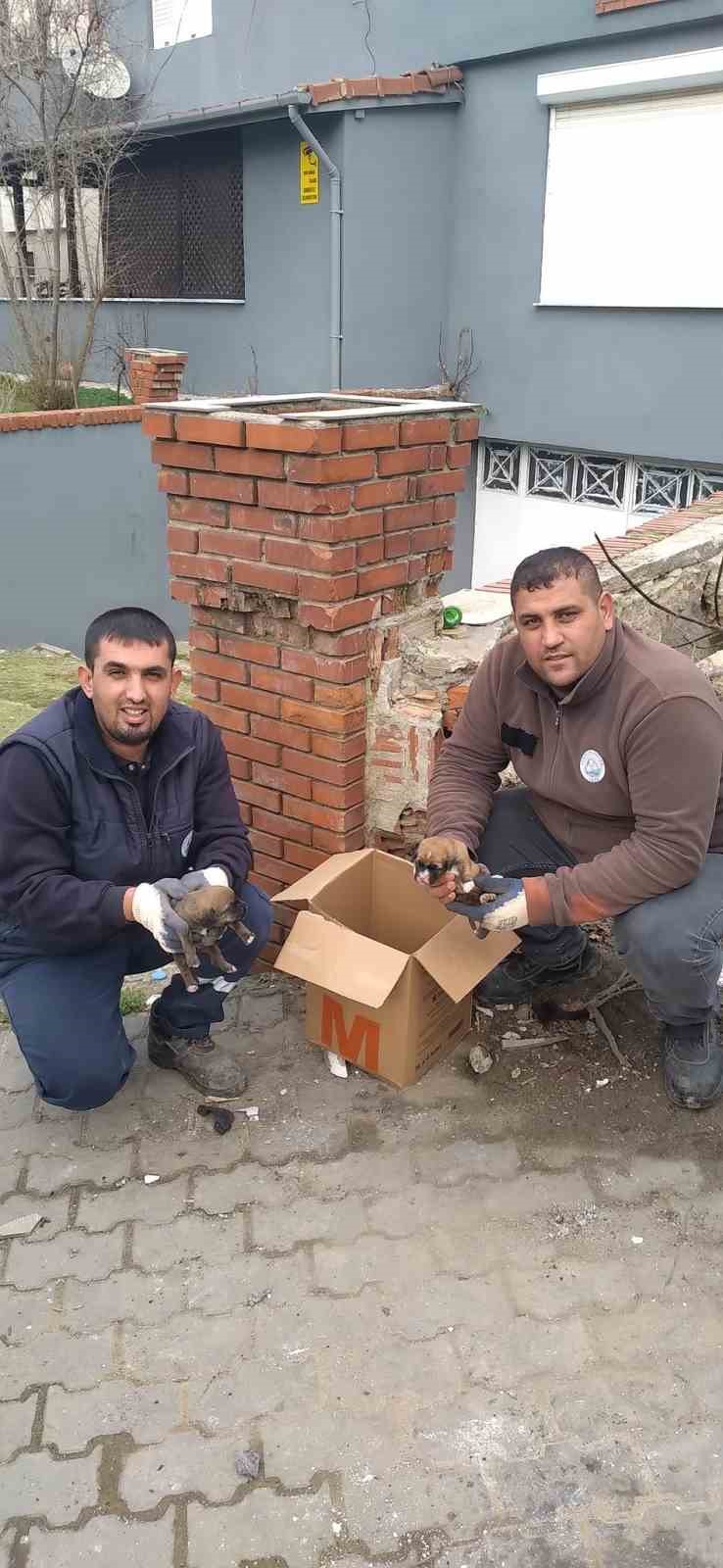 Çöp konteynerine atılan 5 yavru köpek temizlik personelinin dikkatiyle kurtarıldı
