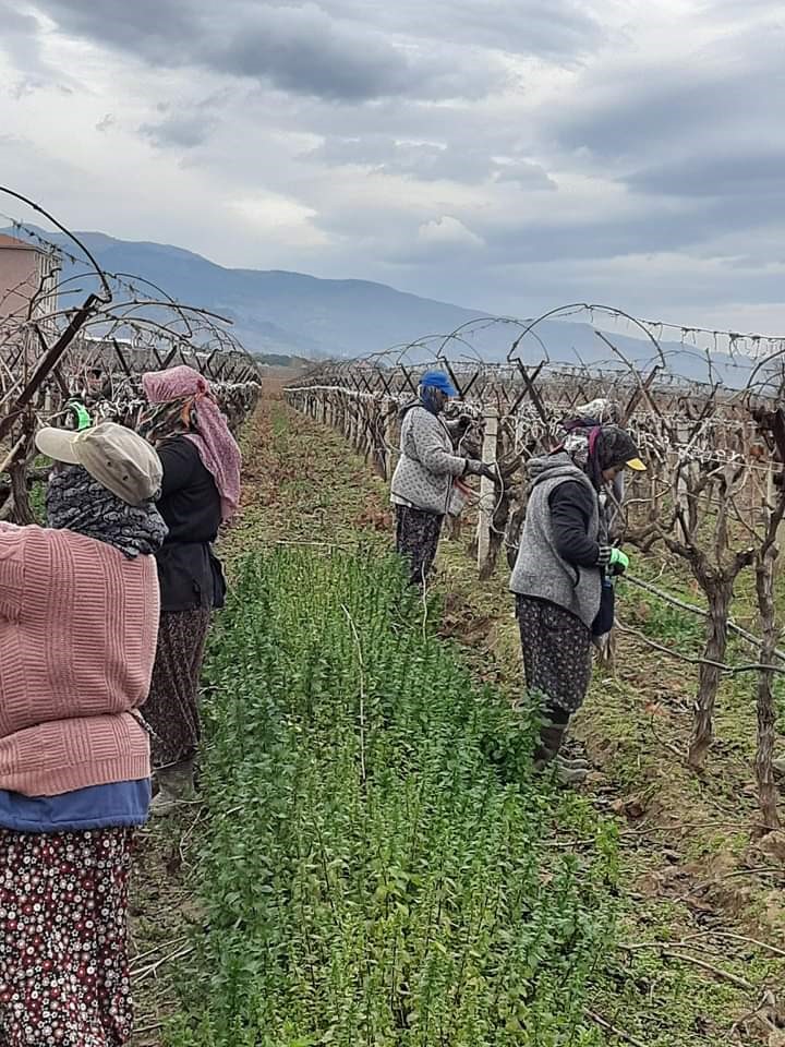 Sarıgöl Ovası binlerce kişinin ekmek kapısı oldu
