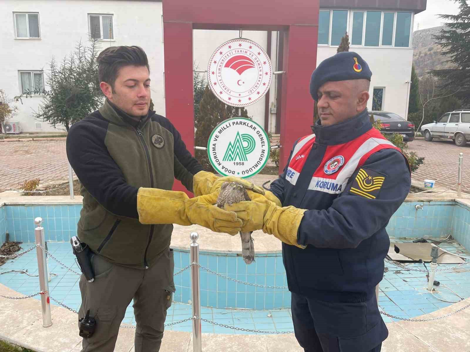 Malatya’da yaralı bulunan Atmaca koruma altına alındı
