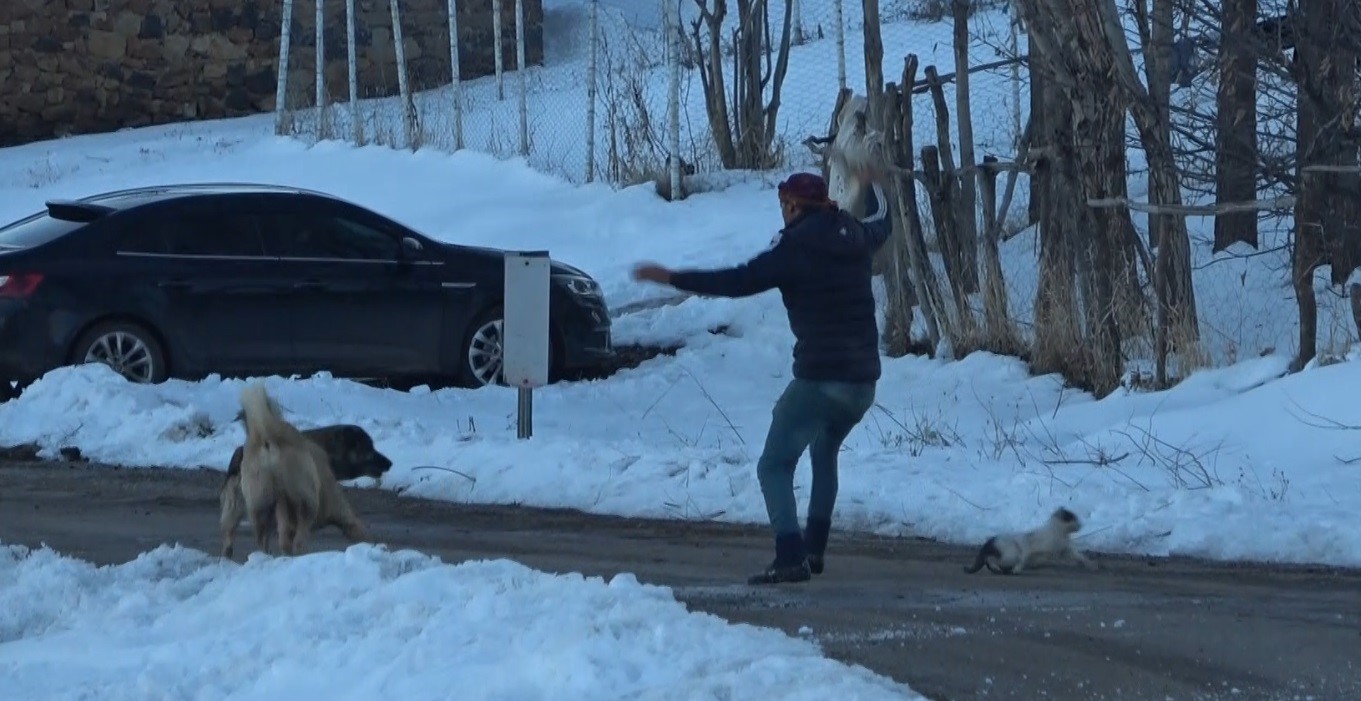 Canını hiçe sayan çoban kediyi köpeklerden kurtardı
