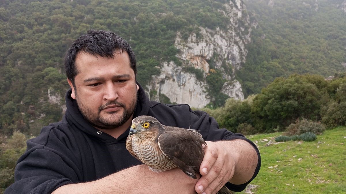 Tedavisi yapılan Atmaca doğaya salındı
