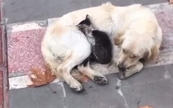 Batman’da soğuk havada iç ısıtan görüntü: Yavru kedi, köpeğin kucağına sığındı