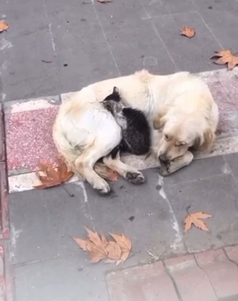 Batman&rsquo;da soğuk havada i&ccedil; ısıtan g&ouml;r&uuml;nt&uuml;: Yavru kedi, k&ouml;peğin kucağına sığındı

