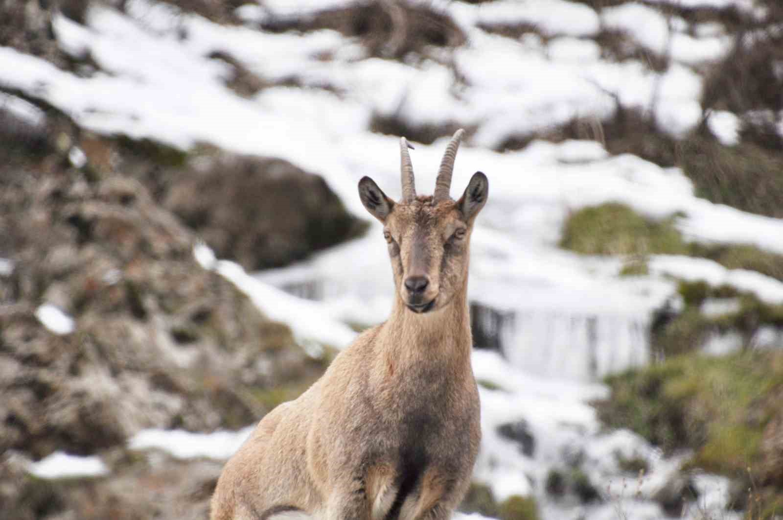 Tunceli’de karlı zirvelerde yiyecek arayan yaban keçileri görüntülendi 