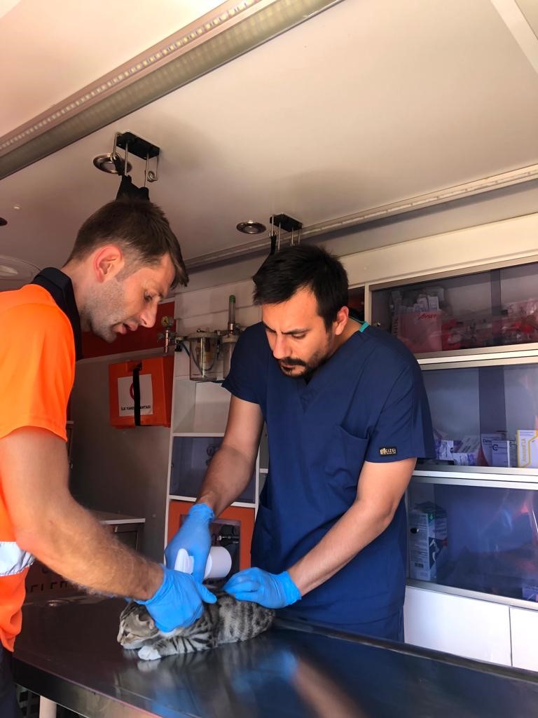 Gebze’de 10 bin 939 yaralı ve hasta hayvanın tedavisi yapıldı
