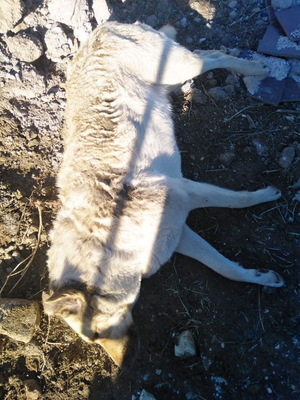 Niğdeli hayvanseverler kayıp k&ouml;pekleri arıyor
